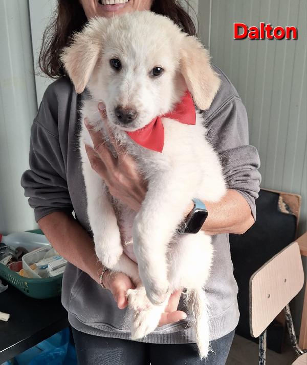 Regala un Natale fuori dal canile! Adottane uno! Foto 2